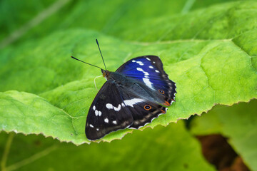 Obraz na płótnie Canvas Apatura iris, the purple emperor, is a Palearctic butterfly of the family Nymphalidae.