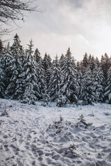 snowy trees in winter shot in Germany