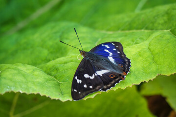 Apatura iris, the purple emperor, is a Palearctic butterfly of the family Nymphalidae.