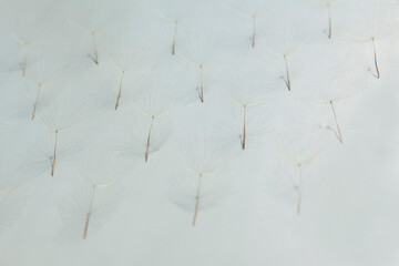 Flying parachutes from dandelion