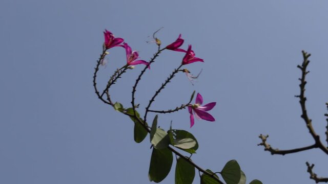 Magenta Kanchan or Baunia varigata flowers are swaying in the spring wind. Flower backgorund. 4k Video. 