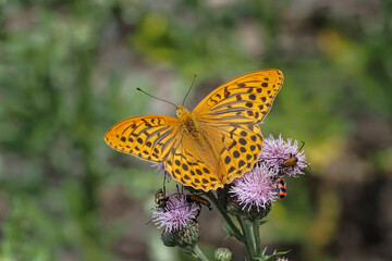 The silver-washed fritillary (Argynnis paphia) is a common and variable butterfly