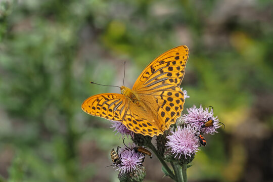 The silver-washed fritillary (Argynnis paphia) is a common and variable butterfly