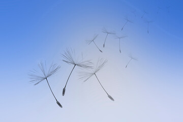 Fototapeta premium Flying parachutes from dandelion against the blue sky