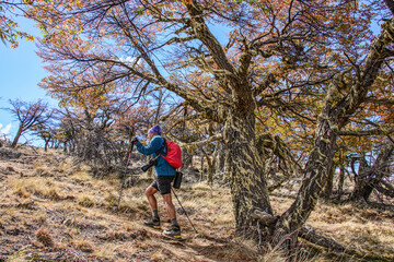 Trekking in a lenga (beech) forest, Patagonia National Park, Aysen, Patagonia, Chile