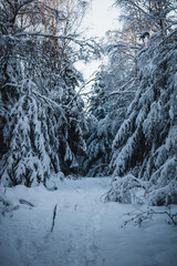 snowy trees in winter shot in Germany