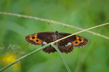 Obraz premium Erebia euryale, the large ringlet, is a species of butterfly belonging to the family Nymphalidae.