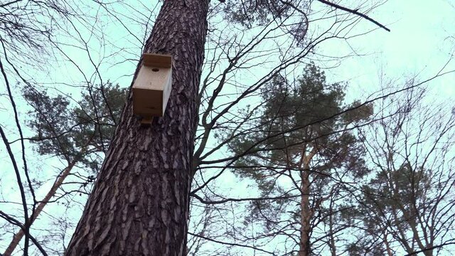 Traditional Classic Wooden Nest Box Birdhouse Hanging on A Tree in the Forest Preventing Bird Endangered Species from Extinction
