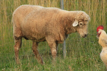 Tiere in der Natur