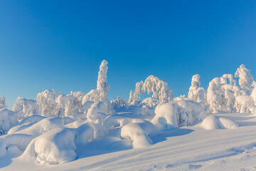 Winter landscape with snowy trees in lapland