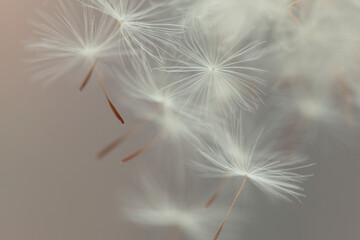 Flying parachutes from dandelion