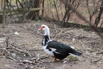 duck in the yard