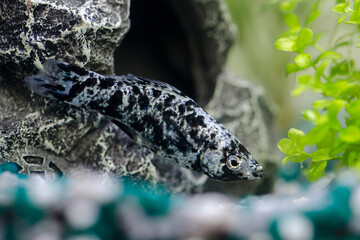 Aquariumsfisch Salz und Pfeffer Molly vor Steinhöhle