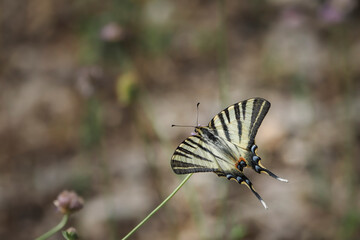 The scarce swallowtail (Iphiclides podalirius) is a butterfly belonging to the family Papilionidae.