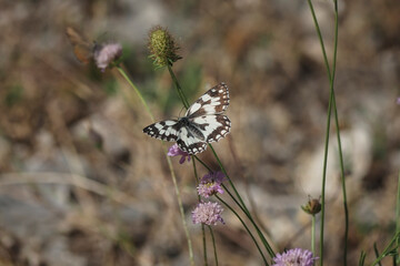 Melanargia galathea, the marbled white, is a butterfly in the family Nymphalidae