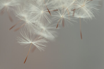 Flying parachutes from dandelion