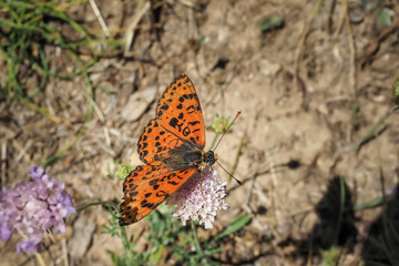 Melitaea didyma, the spotted fritillary or red-band fritillary, is a butterfly of the family Nymphalidae.