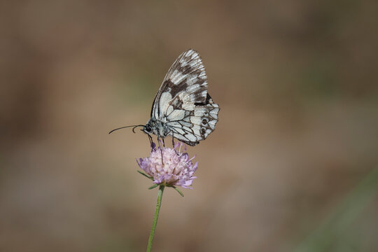 Melanargia galathea, the marbled white, is a butterfly in the family Nymphalidae