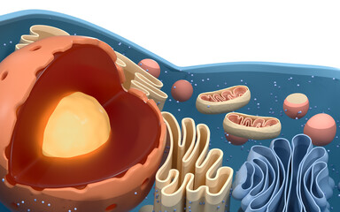 Internal structure of an animal cell, 3d rendering. Section view. - obrazy, fototapety, plakaty