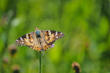 Vanessa cardui is a well-known colourful butterfly, known as the painted lady, or formerly in North America as the cosmopolitan.