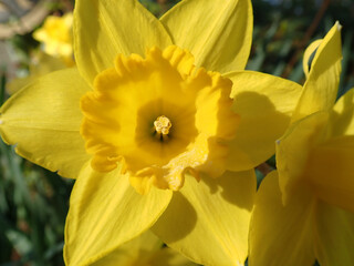 Daffodil close up in bright yellow