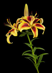 Yellow-burgundy flower of lily, isolated on black background