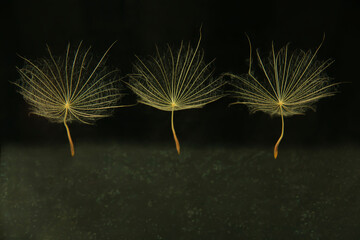 Dandelion seeds on a black background