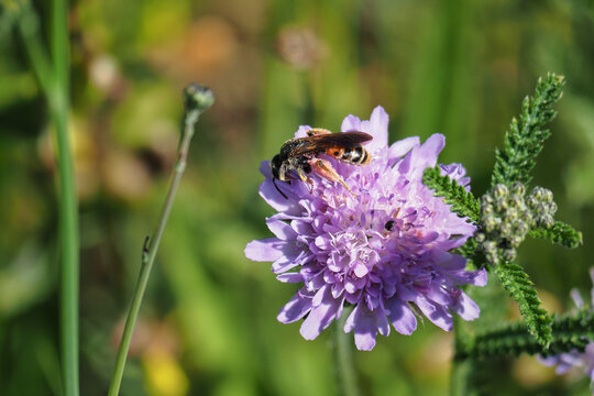 A nice picture of an indefinite bee from central europe