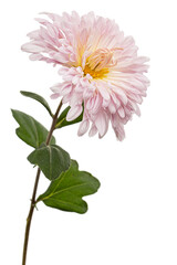 Pink flowers of ofchrysanthemum, isolated on white background