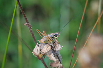 Roesels bush-cricket, Roeseliana roeselii (synonym Metrioptera roeselii) is a European bush-cricket, named after August Johann Roesel von Rosenhof, a German entomologist.