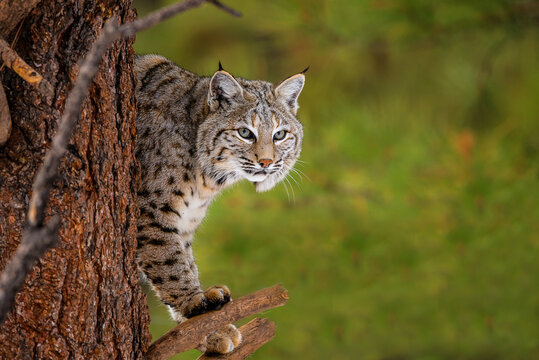 Bobcat in the snow