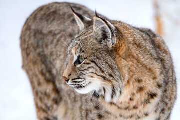Bobcat in the snow