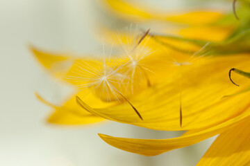 Flying parachutes from dandelion