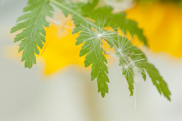 Flying parachutes from dandelion