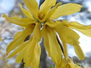 Obraz premium Lovely yellow flower close up