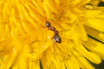 macro photo of a dandelion flower. Ant on a flower