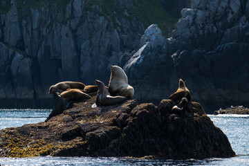 Sea lions on a rokery rock in Alaska.