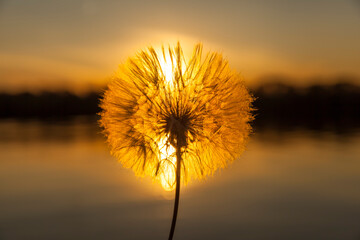 white dandelion at sunset, close-up