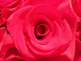 Red Rose close up