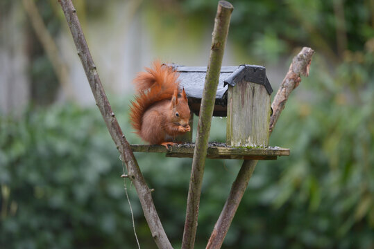 Eichh&ouml;rnchen am Futterhaus