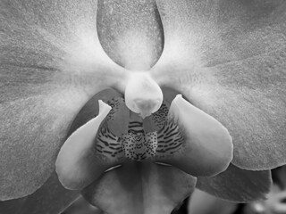 Orchid close up in black and white