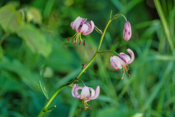 Lilium martagon, the martagon lily or Turks cap lily, is a Eurasian species of lily.