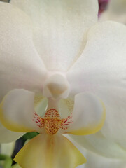 Lovely white Orchid Close up