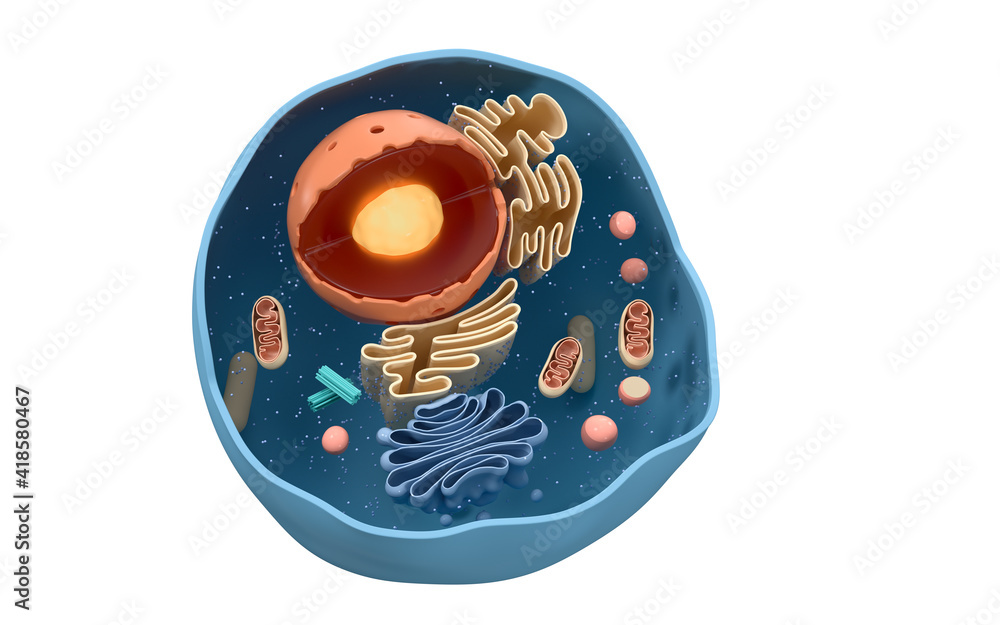 Poster internal structure of an animal cell, 3d rendering. section view.