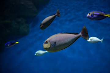 Fototapeta na wymiar Bluespine unicornfish (Naso unicornis), also known as the short-nose unicornfish. Fish under water. 