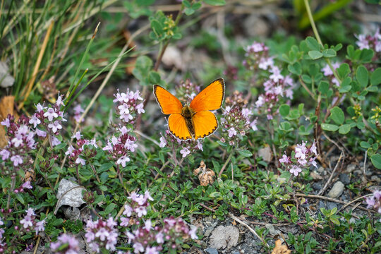 The scarce copper (Lycaena virgaureae) is a butterfly of the family Lycaenidae