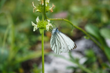The green-veined white (Pieris napi) is a butterfly of the family Pieridae.