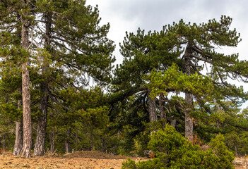 Fototapeta premium Nature Mount Olympus, highest peak of the island of Cyprus. Troodos mountains