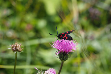 The burnet species (Zygaena spec.) or maybe called forester moths