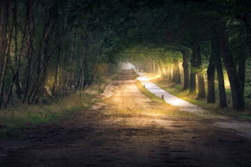 sunset on road in the forest